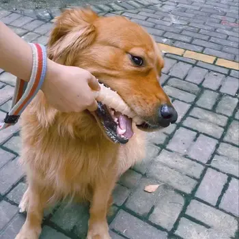 חם מכירה את הכלב ללעוס צעצועים מגומי עצם צעצוע אגרסיבי לועסי הכלב מברשת שיניים כלבלב כלבלב טיפולי שיניים עבור הכלב חיית המחמד אביזרים